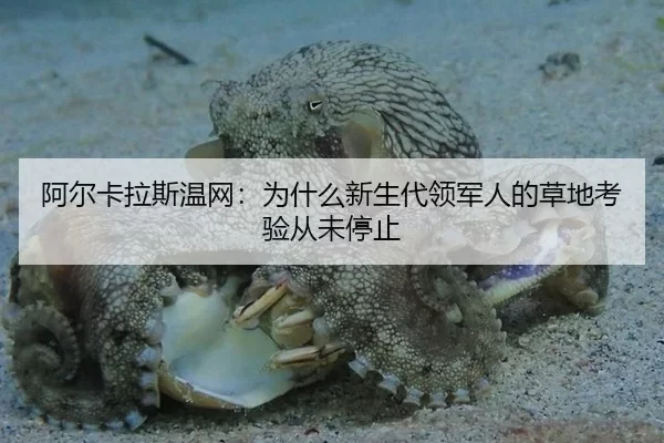 阿尔卡拉斯温网：为什么新生代领军人的草地考验从未停止